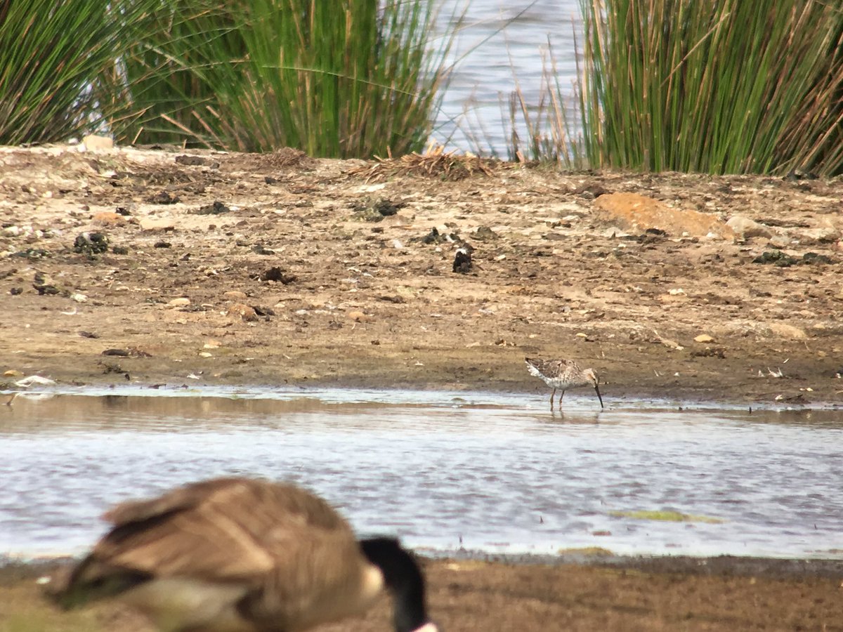 daveliverbirder's tweet photo. Lost count of the number of times I’ve said this, but Lunt is a fan reserve!! Stilt Sand, Wood Sand, LRP’s, Blackwits, Avocets, Med Gulls, Garganey, Peregrine, Marsh Harrier amongst the many highlights this afternoon #birding #patchenvy https://t.co/GwP6jYKNne
