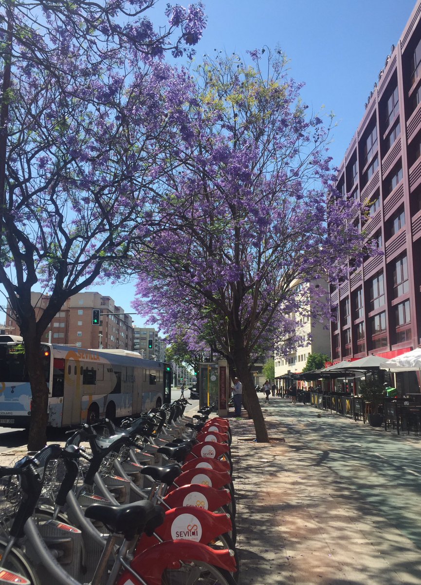 Et hop, on prend le vélo et on profite des pistes cyclables de Séville, tellement agréable avec ce temps ☀️🚲
Tous les jacarandas sont en fleurs, et ces petites touches de couleur violettes me font tourner la tête... il y en a à chaque coin de rue ! 😍
👋 <a href="/SeviciOficial/">Sevici Oficial</a>