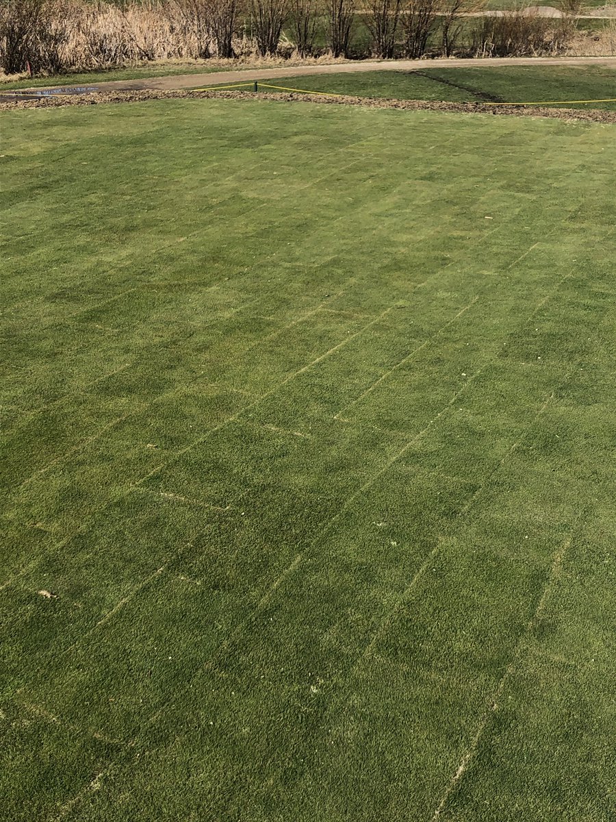 TKonsorada's tweet photo. Cut the sod @ 1” last October before redoing greens. #makeshiftnursery. Floratine recovery app 8 days ago. Root growth and knitting together nicely. Totally impressed @FloratineFoliar https://t.co/ua05NkhNou