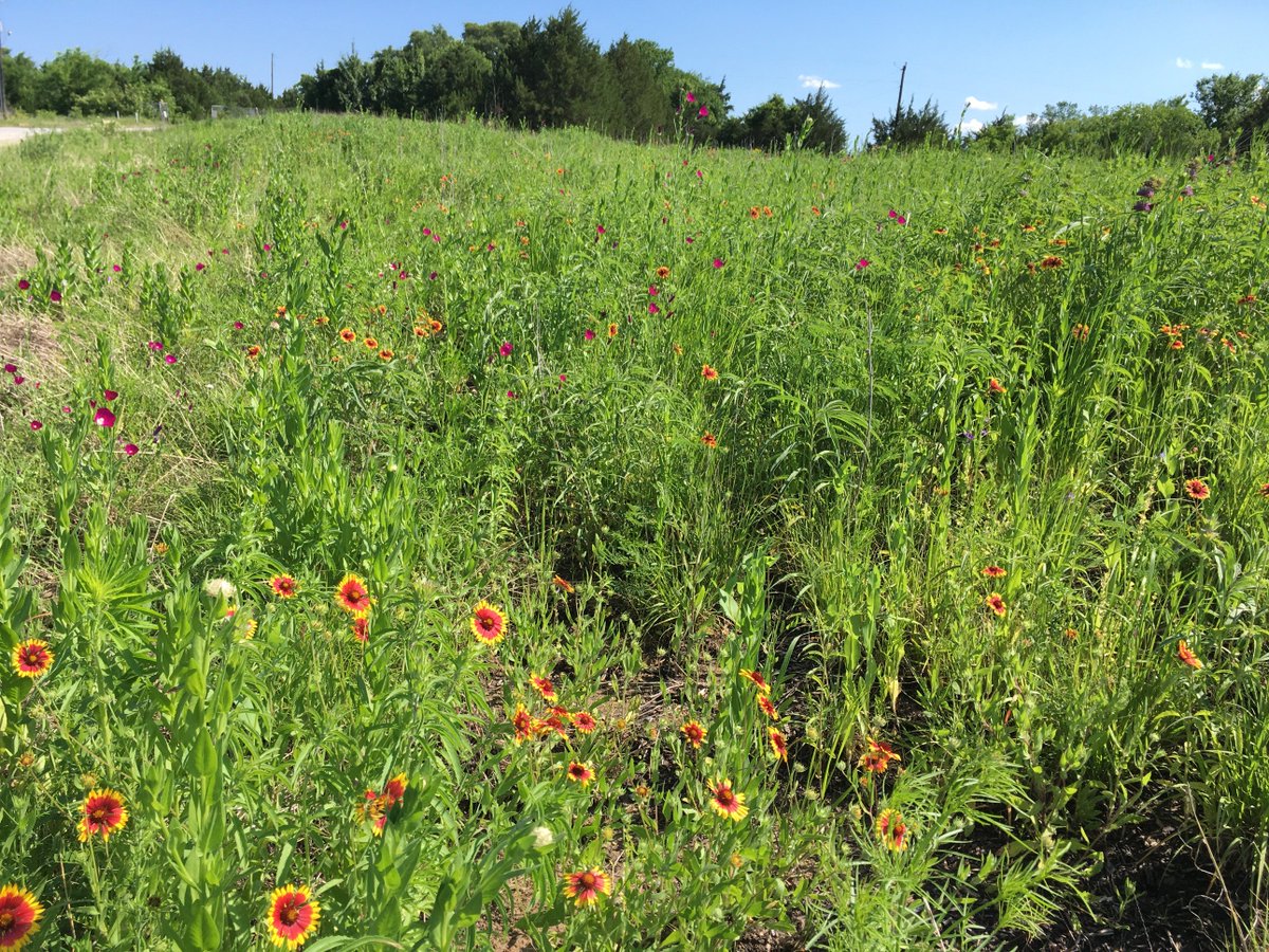 Blackland Prairie Raptor Center tweet media