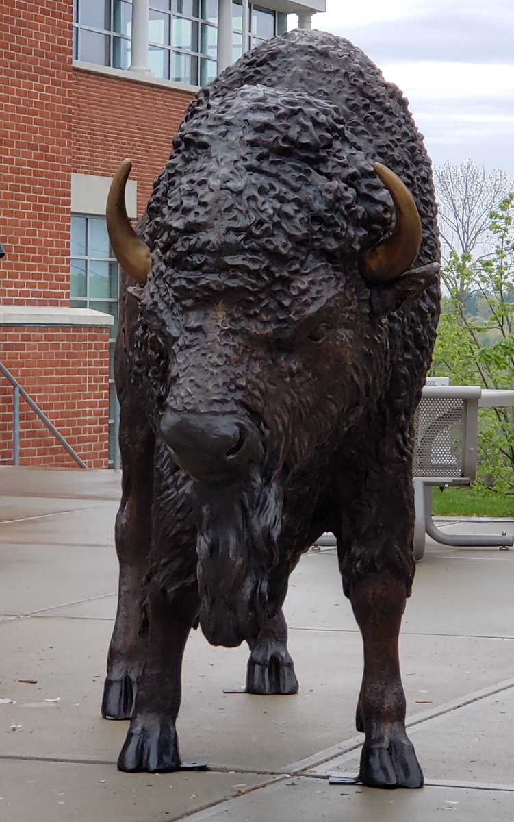 NC_ResLife (@nc_reslife) on Twitter photo He has arrived... our mighty Bison Thunder is officially in his place. #NicholsThunder <a href="/Nichols_College/">Nichols College</a> He has arrived... our mighty Bison Thunder is officially in his place. #NicholsThunder <a href="/Nichols_College/">Nichols College</a>