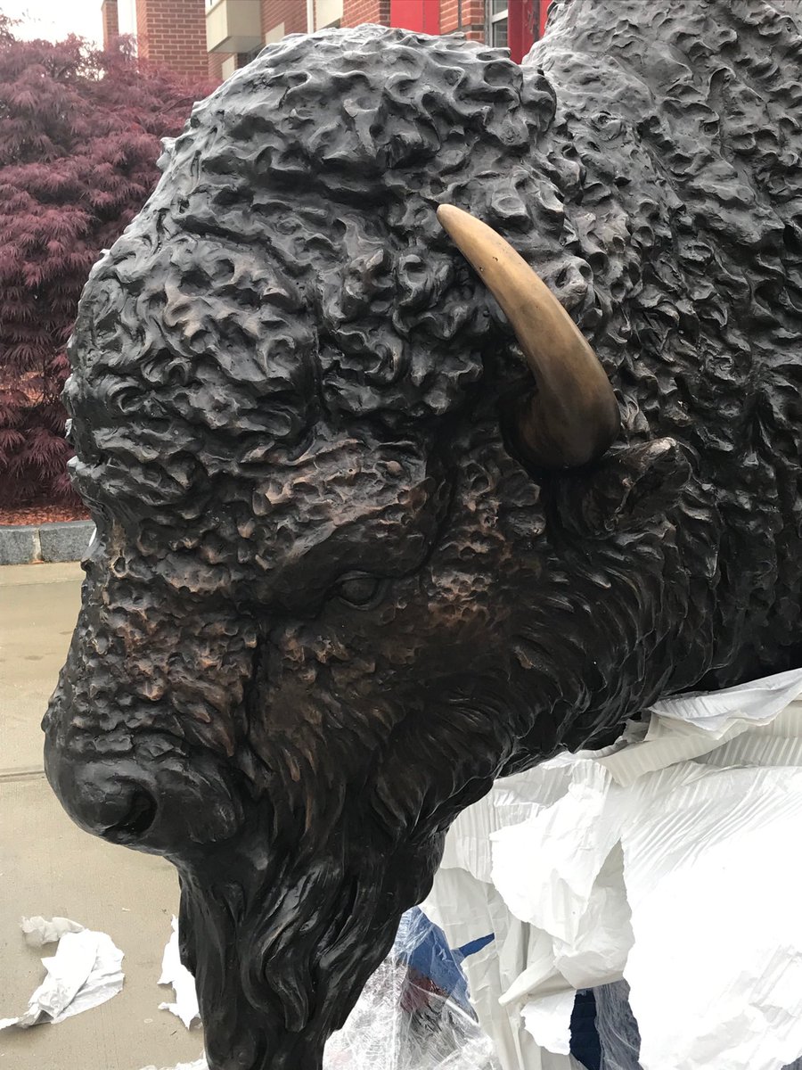 Our new leader of the herd is now home on the Hill!