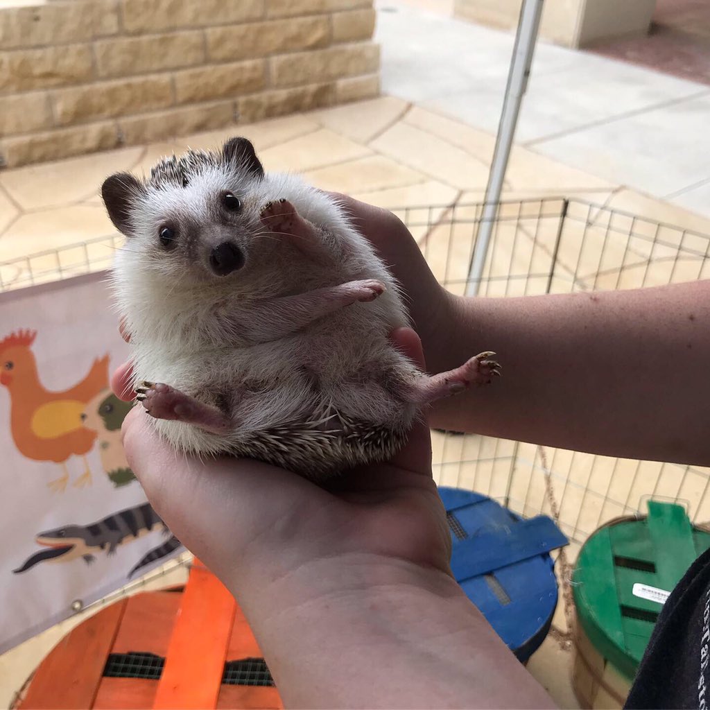 UTAerospace's tweet image. Take a study break and cuddle some tiny animals on the ASE Plaza! They will be here from 11:00 - 12:30pm. 🦔 🐇🐢

#aerospaceengineering #computationalengineering #engineeringmechanics #texasengineers #whatstartsherechangestheworld #hookem #finalsweek #studybreak #pettingzoo
