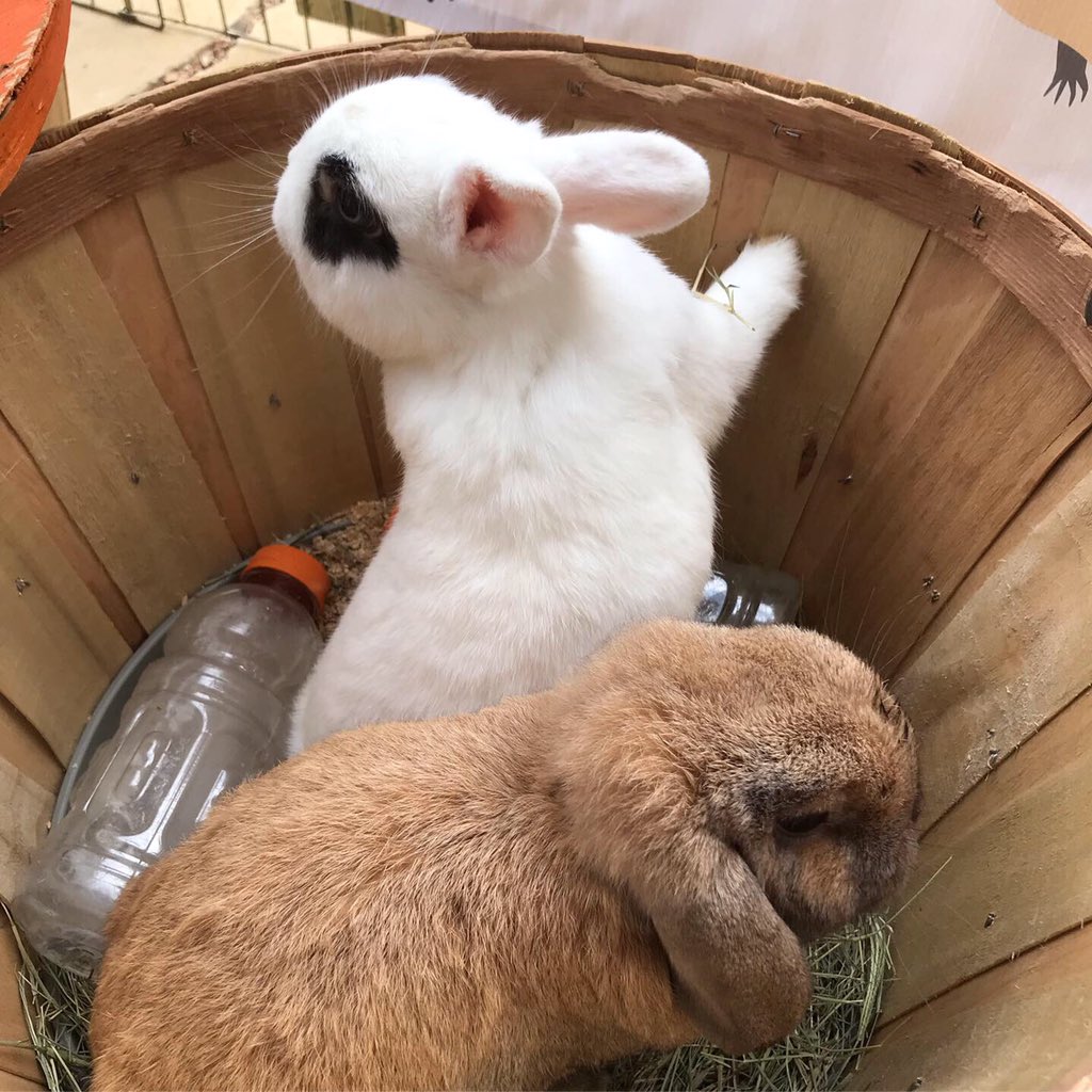 UTAerospace's tweet image. Take a study break and cuddle some tiny animals on the ASE Plaza! They will be here from 11:00 - 12:30pm. 🦔 🐇🐢

#aerospaceengineering #computationalengineering #engineeringmechanics #texasengineers #whatstartsherechangestheworld #hookem #finalsweek #studybreak #pettingzoo