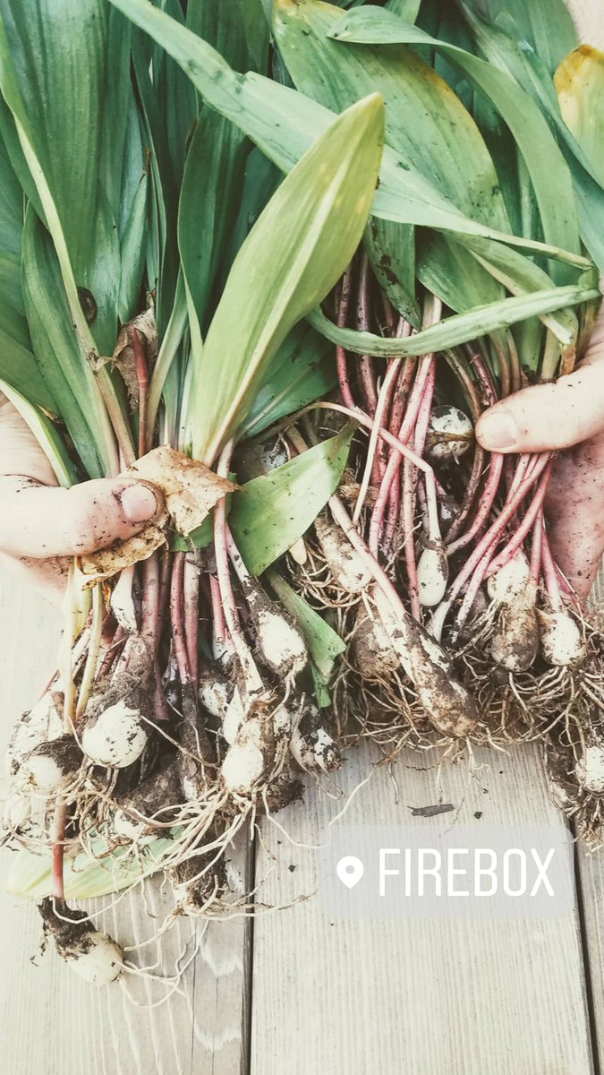 Just delivered for the weekend... These beuts foraged in Glastonbury. #rampseason #farmtotable #seasonsbounty #connecticut #ct #farming #tistheseason #wild #edibles #onions #leeks #veggies #vegetable #produce #plantbased #cleaneating #foodgram #foodlover #foraging #organic