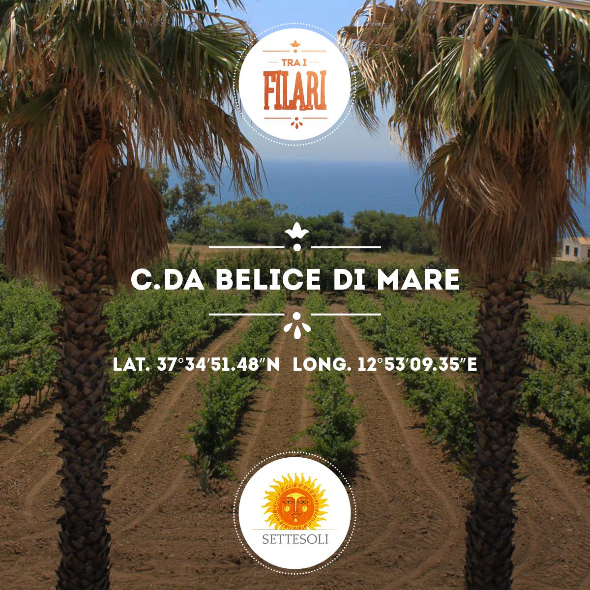 Settesoli tweet media