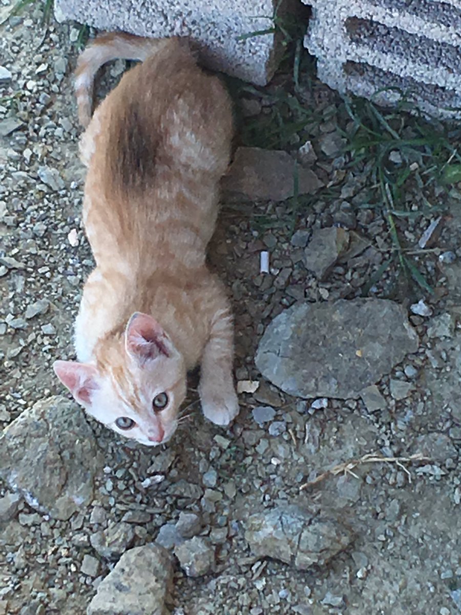 sahin1990's tweet photo. #ankara da bahçemde beslediğim #kedi lerim için zaman zaman muayene ve kontrollerde yardımcı olabilecek #veteriner hekim arkadaşa ihtiyacım var. Sen kedime bak, bende yapacağım #hisse de sana bakayım. (#piyasa nın durulmasını bekliyorum. Yakında start verebilirim) 😘
05352878796 https://t.co/Jd5aG5tAio