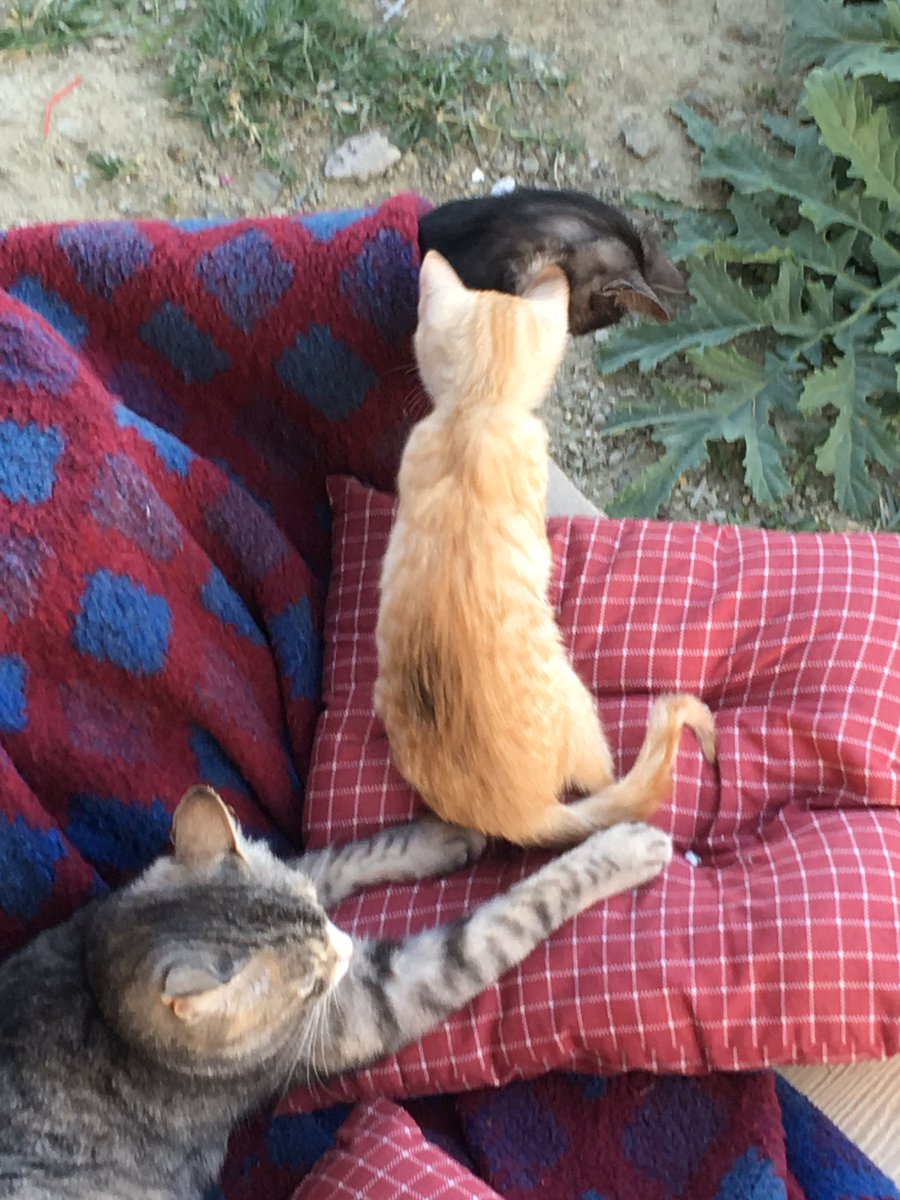 sahin1990's tweet photo. #ankara da bahçemde beslediğim #kedi lerim için zaman zaman muayene ve kontrollerde yardımcı olabilecek #veteriner hekim arkadaşa ihtiyacım var. Sen kedime bak, bende yapacağım #hisse de sana bakayım. (#piyasa nın durulmasını bekliyorum. Yakında start verebilirim) 😘
05352878796 https://t.co/Jd5aG5tAio