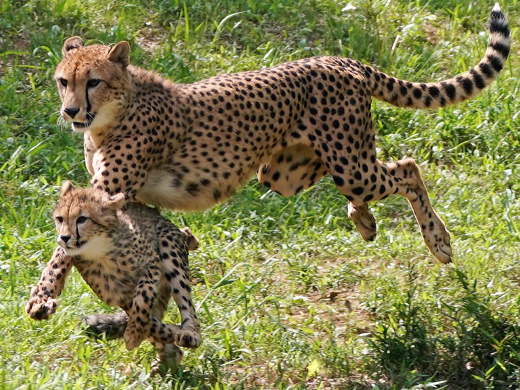 Riku 多摩動物公園のチーター親子 子供達と楽しそうに戯れていて デュラお母さんも幸せそうです 多摩動物公園 チーター T Co Huqrfwd1e0 Twitter