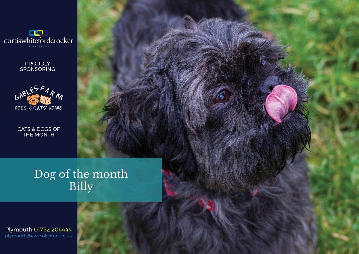 cwcsolicitors's tweet image. We're proudly sponsoring the Cats and Dogs of the month at @GablesFarm. This month has been the turn of Shihtzu, Billy. Have a read of his bio and please take a moment to share - bit.ly/2V9fpj5 

#gablesfarm #cwcstrongertogether