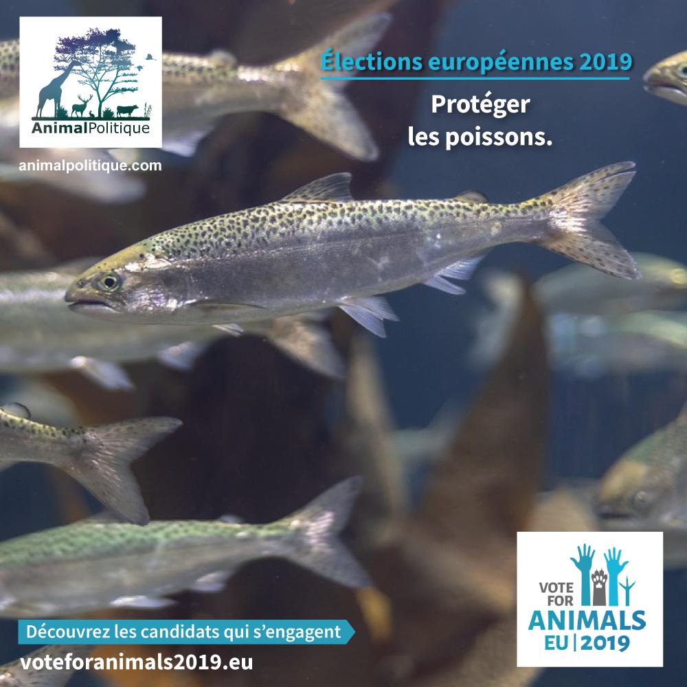 AnimalPolitique tweet media