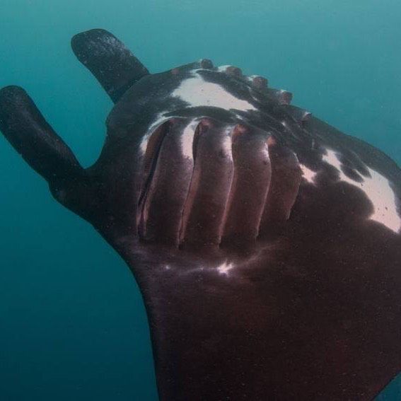 MantaTrust's tweet image. Black Beauty - this  beautiful black morph reef #mantaray is one of the less common manta rays found in #Pohnpei #Micronesia by the #MicronesianConservationCoalition. Like having red hair, they are rarer to see! 
Find out more about their work at: bit.ly/2LTygy6

#mcc
