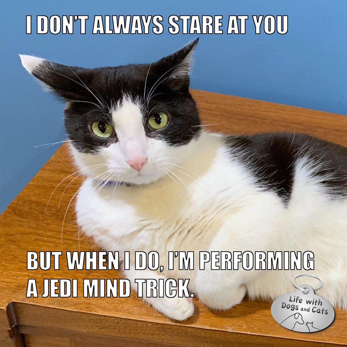 My neighbours. My neighbor always stares at me. My neighbor always stares at me. Алиса ленд. What.