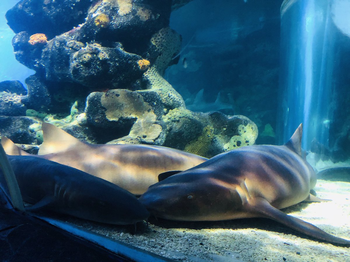 Etonecreate's tweet photo. A few more pictures from Year 10 Arts day at the @sealifebham @EtoneCollege 🐙🐡🐋🦑🐠🦈🦐🐟🐊🦞🐬🐅🦀🐳 https://t.co/wN0AyhVVTU