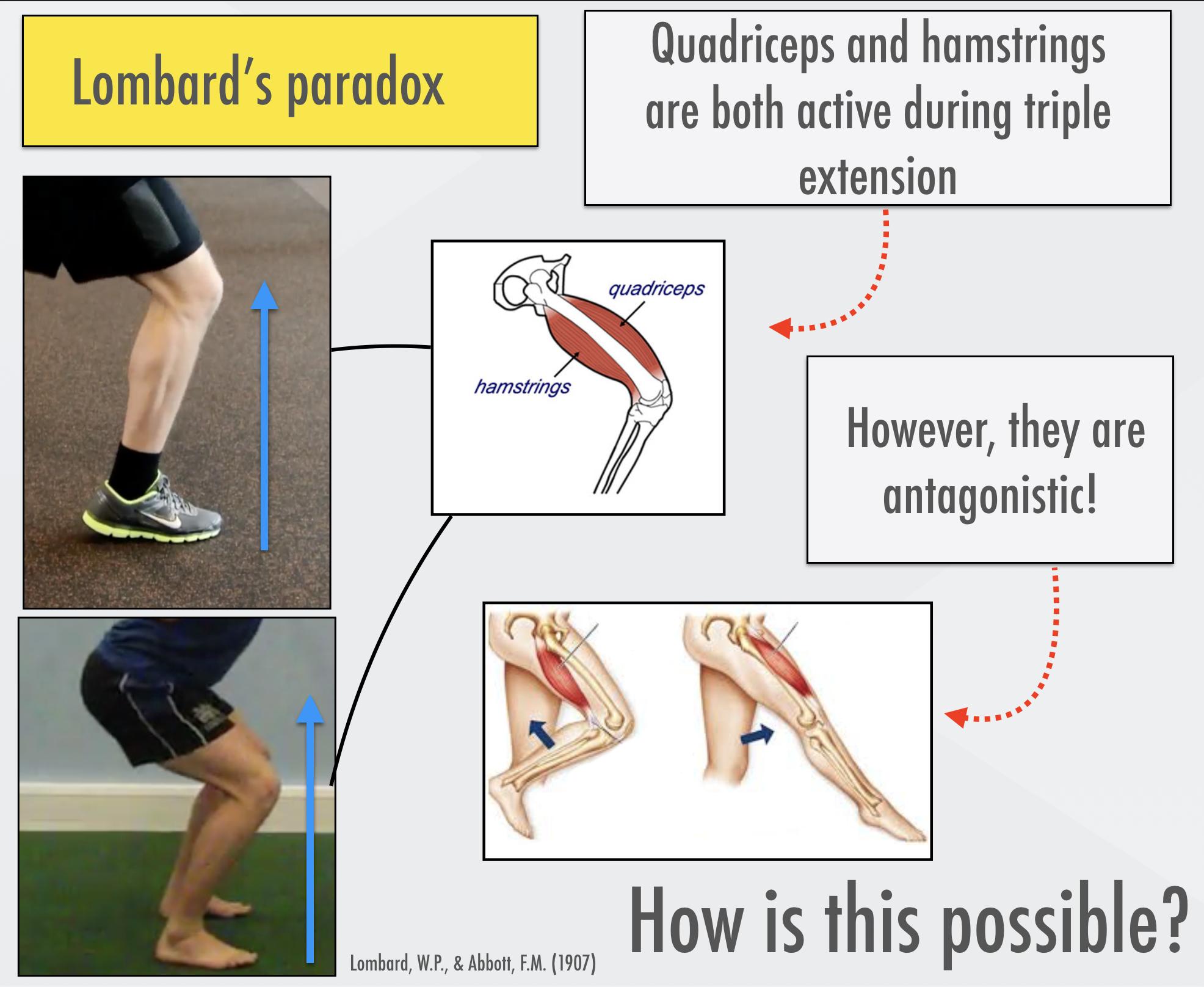 Hamstrings discount and quads