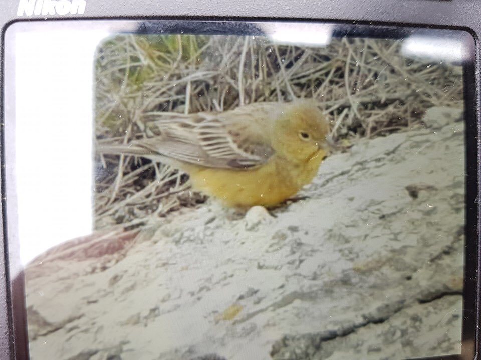 Cinereous Bunting, Emberiza cineracea at Sundre B.O. Gotland - the 1st record for Sweden