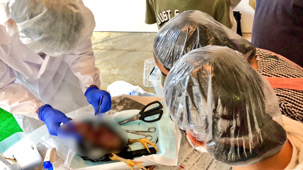 Studioあお スタジオアル No Twitter Studioあおで生まれた軍鶏 からあげの病理解剖を行いました 5 12に急死した からあげ お世話係の小6の女の子2人の意向で 病理解剖をお願いしました 1時間半の解剖工程全てに立ち会い 死の原因を獣医さんと一緒に考え