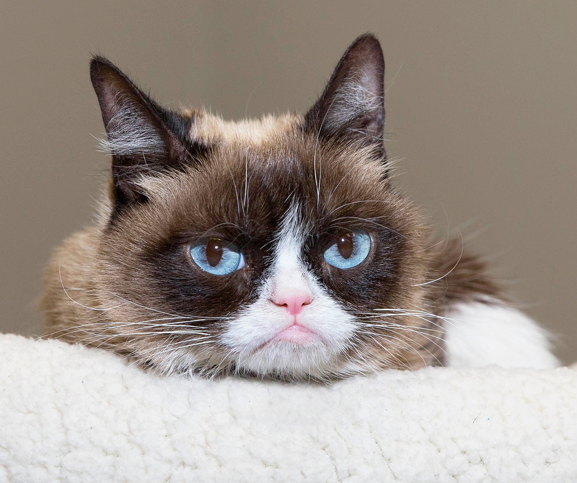 grumpy cat torrent grumpy cat torrent