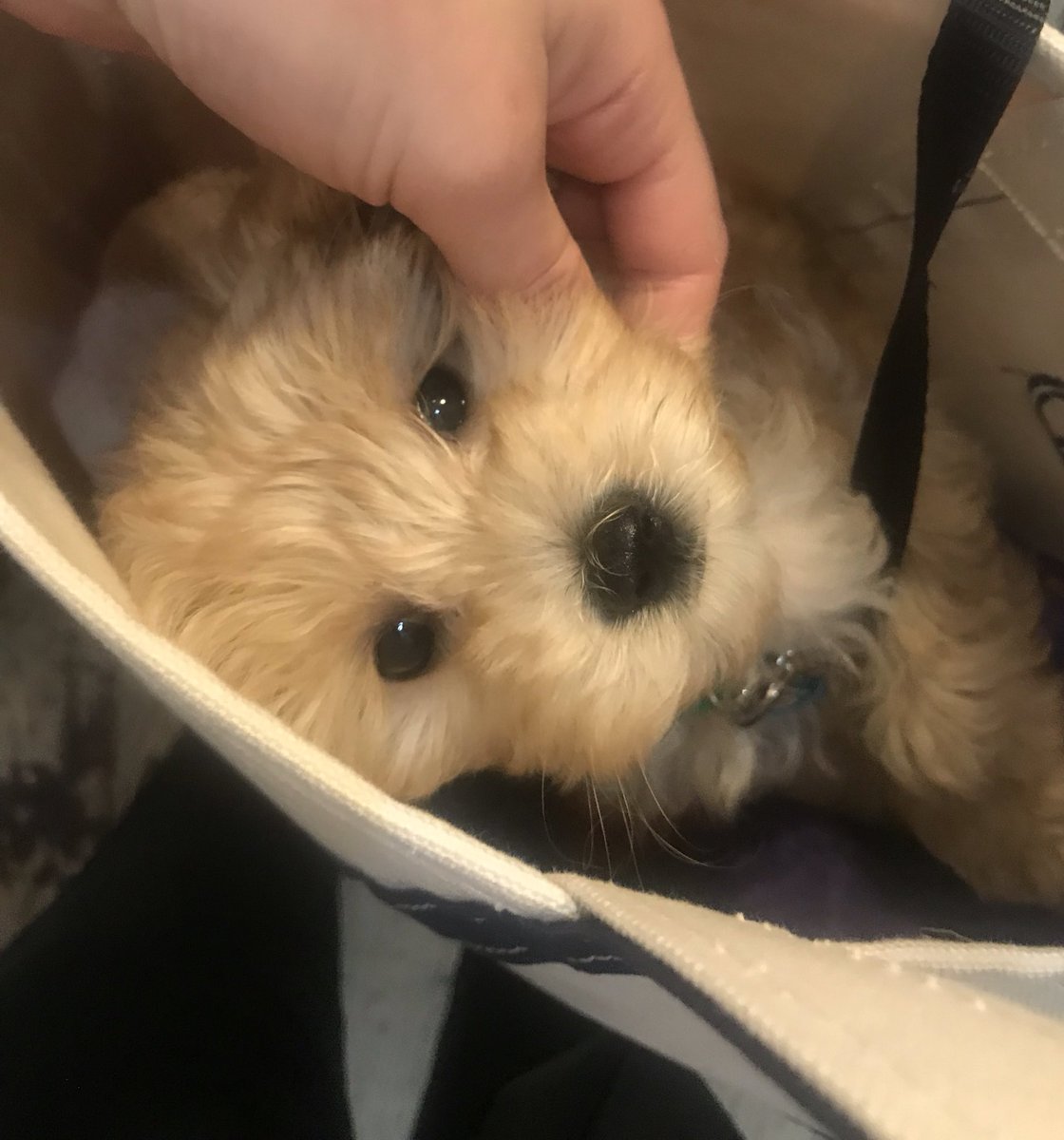puppy in a purse