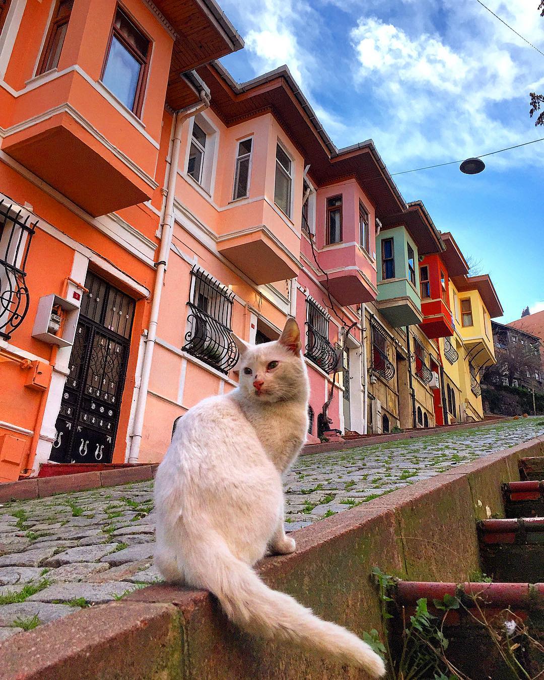 Коты в Стамбуле