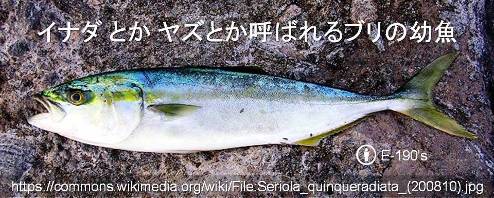 長沼毅 出世魚ブリ ハマチ イナダ 広島では ヤズ 地元のスーパーでヤズの柵 さく を買って 自分で引いてお造りにしました ヤズって 必ずしも超美味ってわけではありませんが これで400円以下なのだからお買い得でした 僕は魚食系で ほぼ毎日お