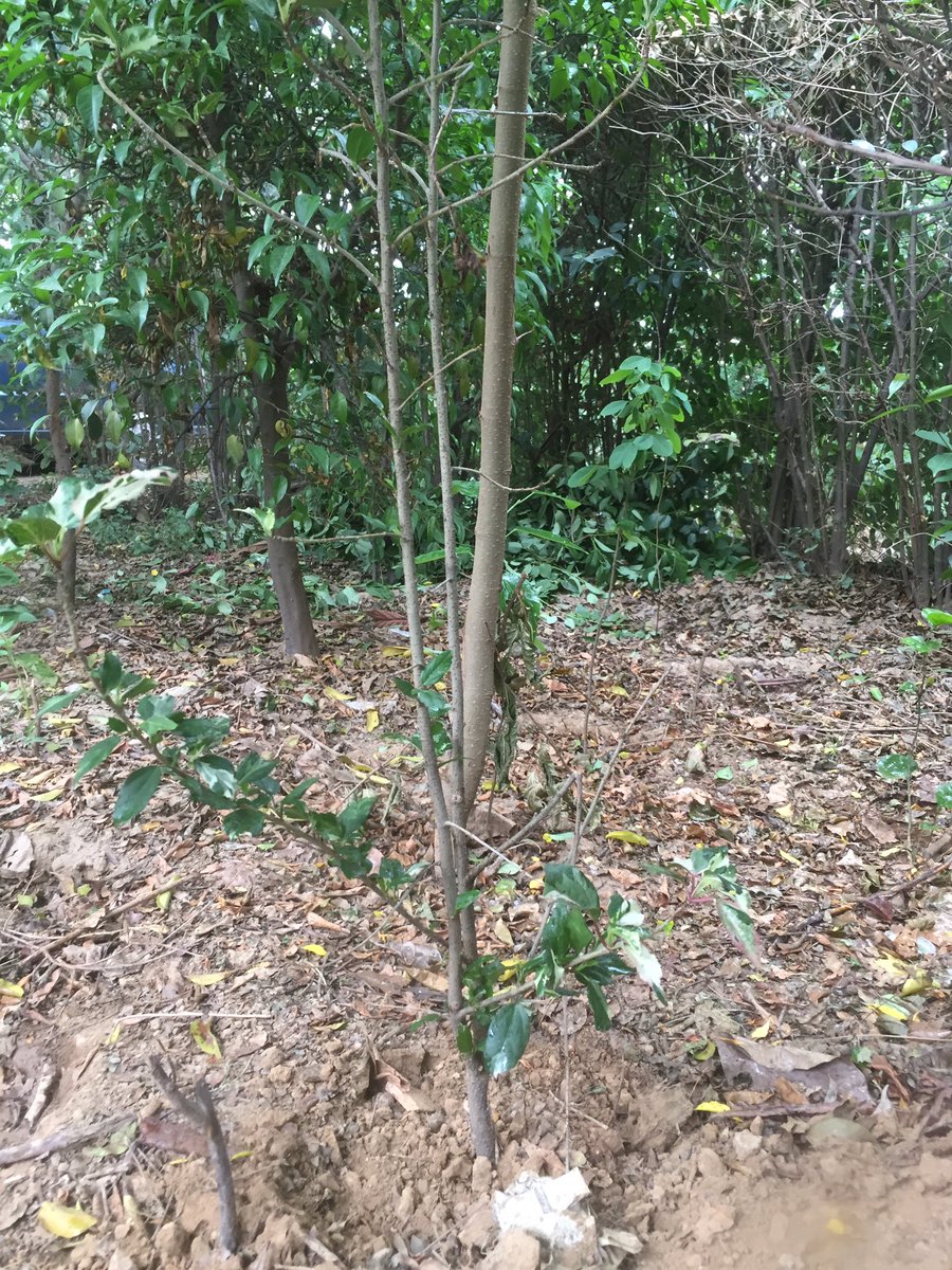planterforce's tweet photo. Planted a shrub (Hibiscus) today in the tiny little urban forest 🌳 
#urbanforest #plant4pakistan https://t.co/d1eSWlgKaT