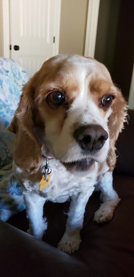 Jimbo_Powers's tweet photo. Sophie, our "forever foster" let me give her a haircut this time. The FIRST time in 5 years.  #Winning  @Star933Austin https://t.co/CPirswBB0Y