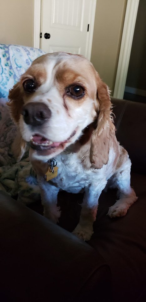 Jimbo_Powers's tweet photo. Sophie, our "forever foster" let me give her a haircut this time. The FIRST time in 5 years.  #Winning  @Star933Austin https://t.co/CPirswBB0Y