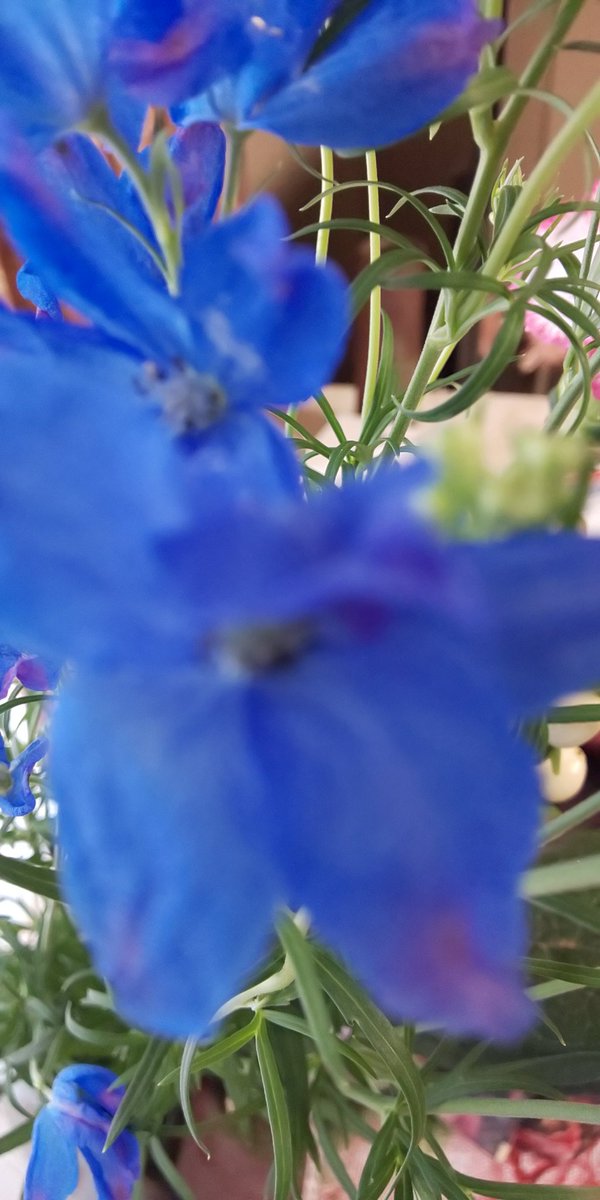浜子 A Twitter デルフィニウムの花 爽やかな青い花と素敵な花言葉を持つ キンポウゲ科の属の一つ 和名 大飛燕草 オオヒエンソウ 開花時期 5月から6月 花言葉 晴明 色は青 紫 白 のように透き通った爽やかな色が多い デルフィニウムも種類が多いが