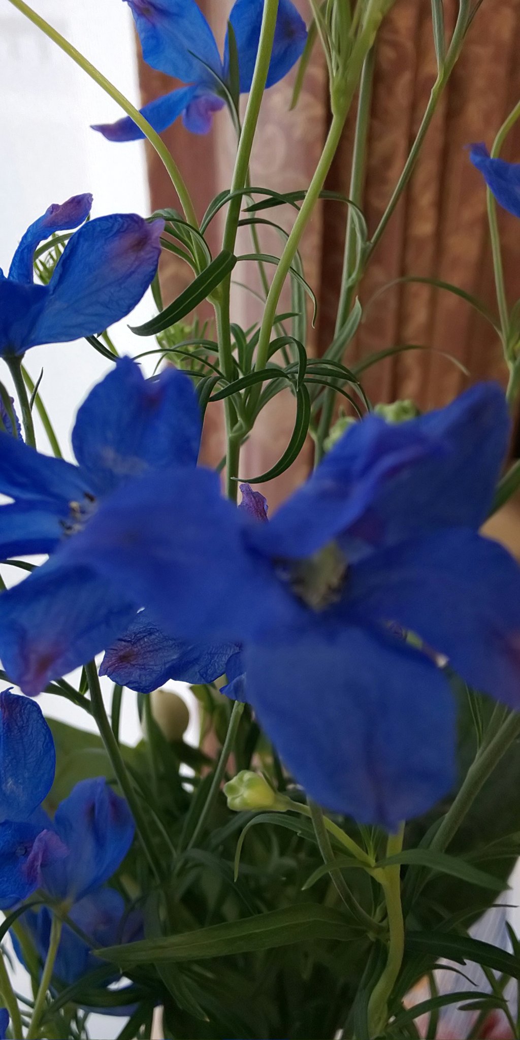 浜子 A Twitter デルフィニウムの花 爽やかな青い花と素敵な花言葉を持つ キンポウゲ科の属の一つ 和名 大飛燕草 オオヒエンソウ 開花時期 5月から6月 花言葉 晴明 色は青 紫 白 のように透き通った爽やかな色が多い デルフィニウムも種類が多いが