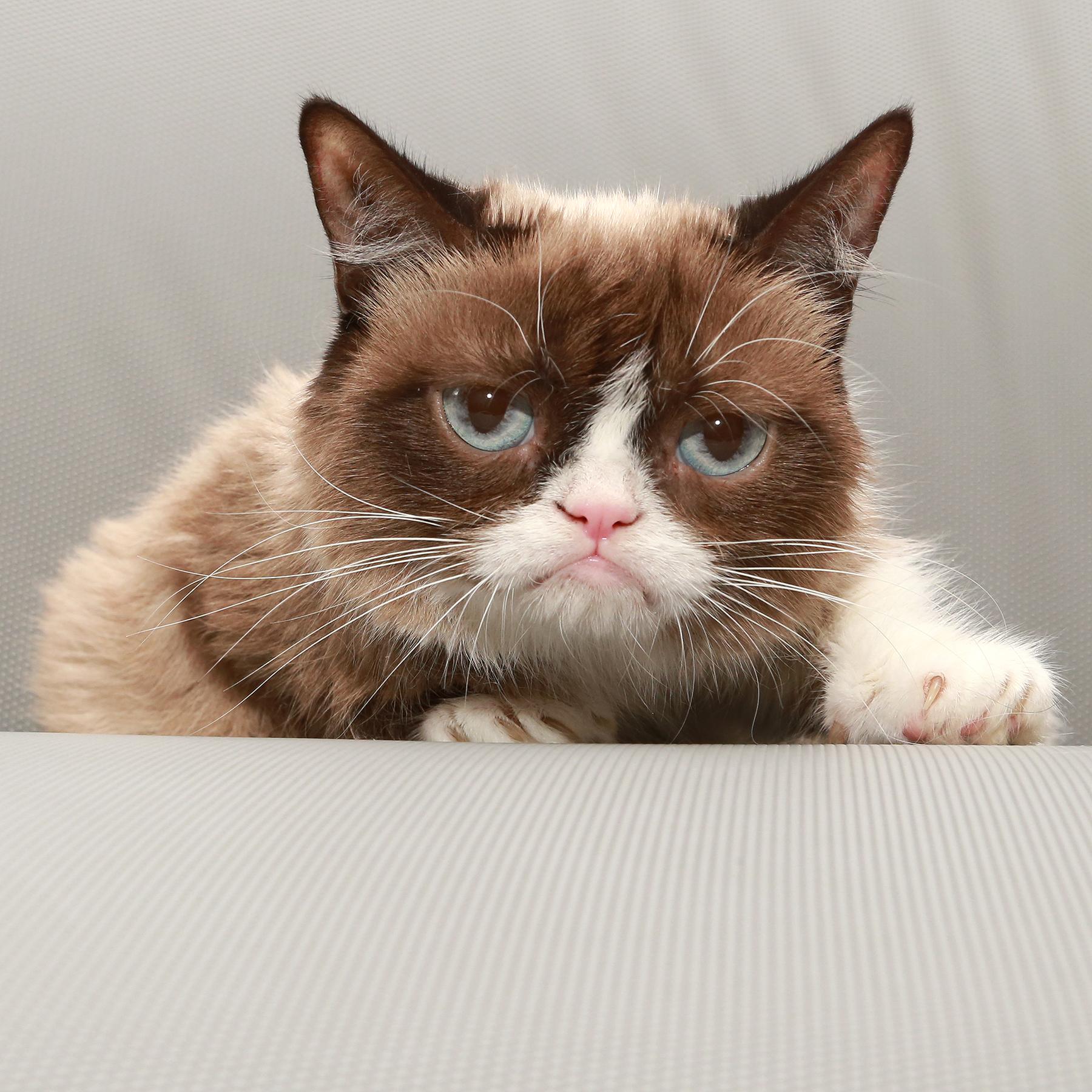 Грэмми кот