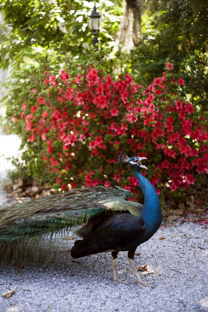 Our visit to #MagnoliaPlantation is up on the blog! Come check it out. mrsandmrjudish.com/2019/05/17/mag… #charleston #SouthCarolina #peacock
