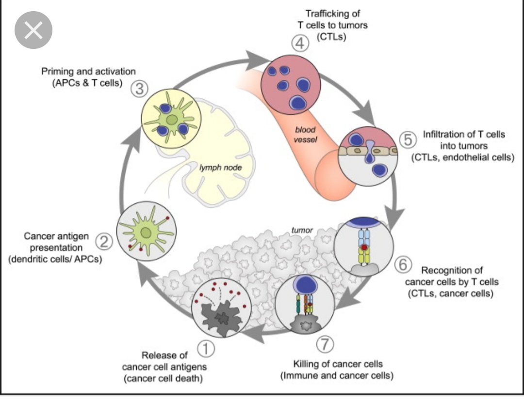 In cancer patients, the cancer-immunity cycle does not perform optimelly #cancerimmunity #uptodate2019solti