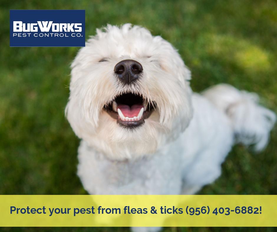 BugWorksRGV's tweet image. Find out how our preventative yard treatments can protect your furry pals and your family from those nasty fleas and ticks!

bugworksrgv.com