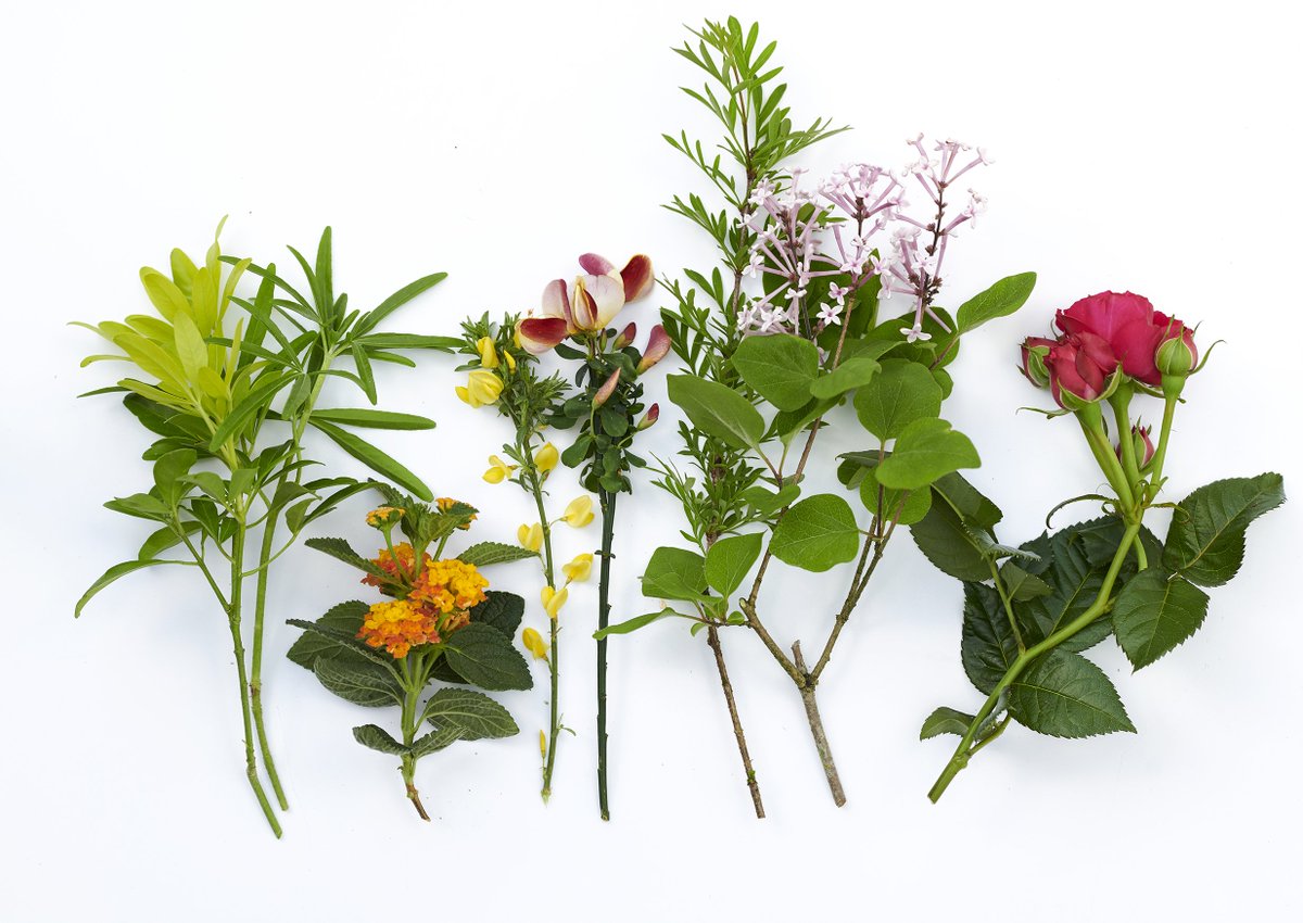 Découvrez ces plantes de jardin colorées et parfumées qui apporteront à votre extérieur un petit air d'été ! 😃🌿
ow.ly/Uwd450rRnsQ