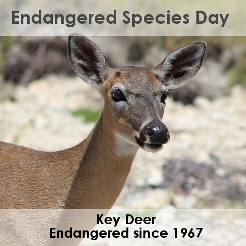 KeyDeerDay's tweet image. It's #EndangeredSpeciesDay!

The 3rd Friday in May each year, Endangered Species Day recognizes our nation's endangered species and their habitats. The wonderful and unique Key Deer have been endangered since 1967.
#NationalEndangeredSpeciesDay #EndangeredSpeciesDay2019