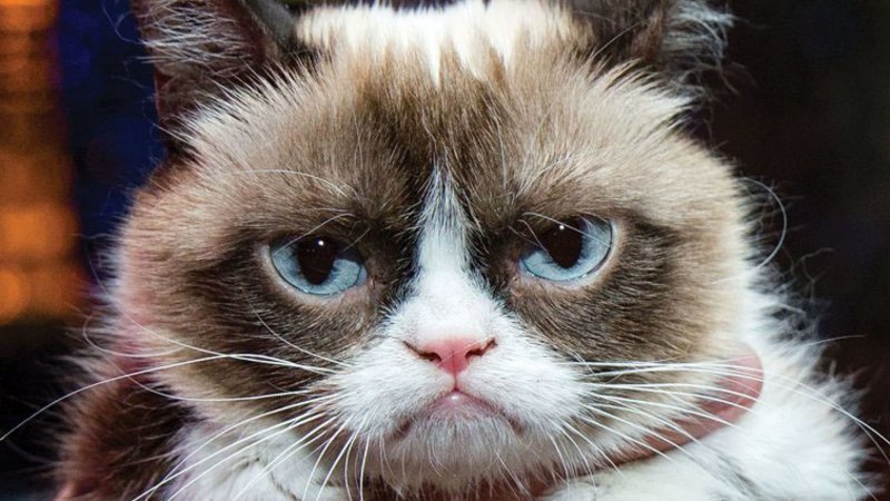 TonyCartagena's tweet photo. Brook Lopez is just really on another level. Turns out he was just paying his respects to #GrumpyCat. Real recognize real.
#legends #Bucks #NBA #MeanMuggin #LopezKnows https://t.co/qbJvvnV5q6