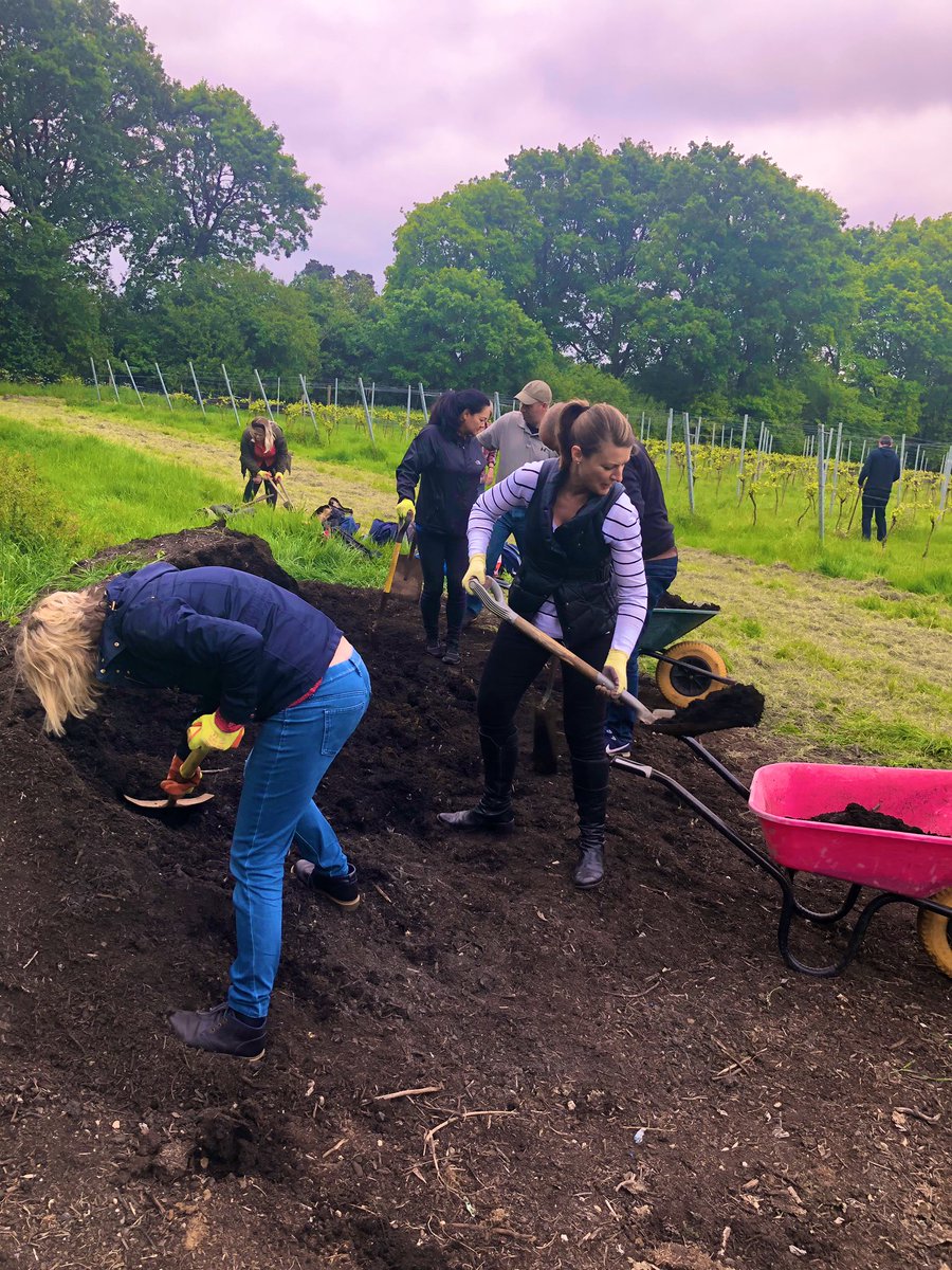 Getting stuck into some hard labour <a href="/fortyhallwine/">Forty Hall Vineyard</a> for #onefirmoneday. Feeling pround of my <a href="/PwC_UK/">PwC UK</a> colleagues 😊 #ofod #helpingout