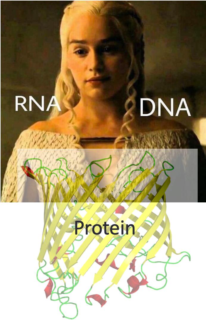 LionelGuy's tweet photo. DNAerys beTargaryen. Variation on a known meme. Am I stretching it? #GoT #DNA #RNA #betabarrel #biomemes https://t.co/L8DJMUFD6z
