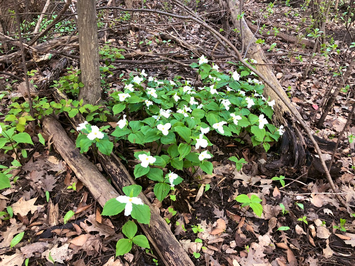 ElizabethPeloza's tweet photo. Beautiful trilliums in bloom in Highland Woods!
(Donβt pick them as it will kill the plant which takes 7+years to bloom!)
Make time to enjoy nature and #Ldnont this #VictoriaWeekend. Plan a picnic, explore a trail, splash at the cities spray pads and get a @LdnIceCreamCo treat. https://t.co/bV8J8CE3mj