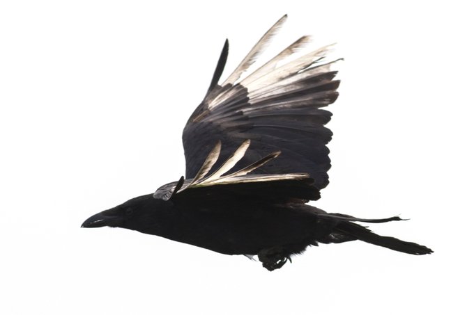 カラスのtwitterイラスト検索結果 古い順