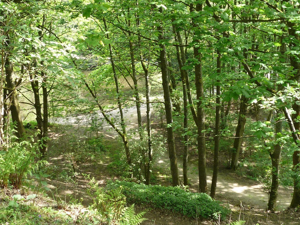 Very excited to have three dates for guided birdsong walks with <a href="/pcowdrey/">Peter Cowdrey</a> at the beginning of June, do join us! Starting with a #woodland wander on 1st June nidderdaleaonb.org.uk/event/celebrat… @HeritageFundYH <a href="/nidderdaleuk/">Pateley & Nidderdale</a> @NidderdaleAONB <a href="/VisitHarrogate/">Visit Harrogate</a> <a href="/VisitYNT/">YorksNatureTourism</a>