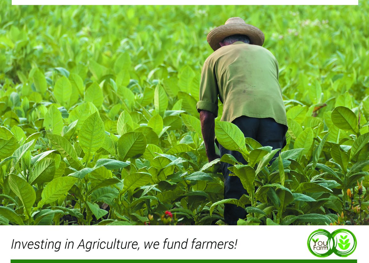 YouFarm ikukupa mukana wekuisa mari yako mune zvirimwa. Enda pawebsite youfarm.co.zw  woinvesta in broilers, mushroom and parsley.

Call/send us a message on +26371 436 0724
Email: info@youfarm.co.zw