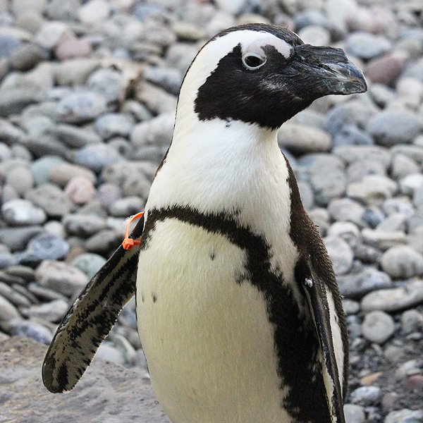 rossparkzoo's tweet photo. The Binghamton Zoo is home to six species of endangered and critically endangered species. #EndangeredSpeciesDay

• African penguin
• Amur leopard
• Black-and-white ruffed lemur
• Fishing cat
• Red panda
• Red wolf https://t.co/VF2ZkEI61P