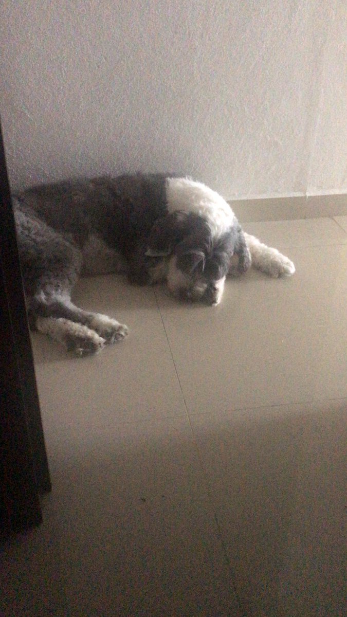 samchurria's tweet photo. La mejor compañía para dormir todo el tiempo ✨ https://t.co/7PrpV5sVUu