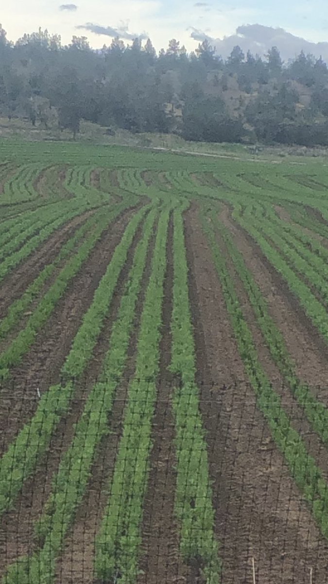 RobGalyen's tweet photo. Iβve been told thereβs more acres in a crooked row vs a straight row.
#HiddenAcres #CarrotSeed https://t.co/vLfeCgInj5