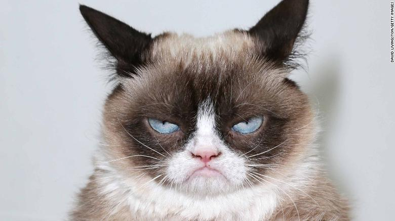 cnni's tweet photo. Grumpy Cat, the grouchy-faced furball who launched a thousand memes, has died https://t.co/fuHkhcF9H6 https://t.co/YorqZ62NDE
