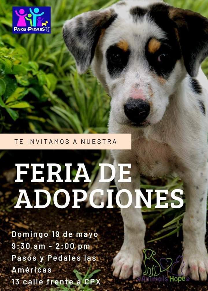 #AdoptaNoCompres #AdoptDontShop 🐾