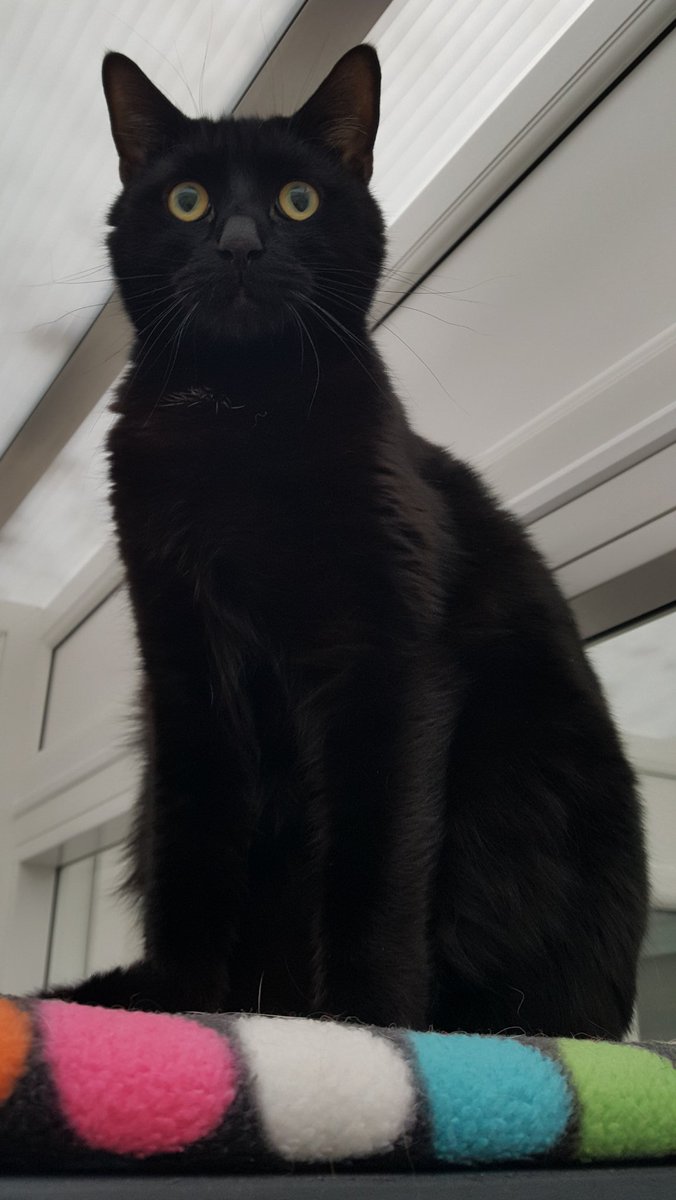 Cats22cattery's tweet photo. Got this gorgeous #panfur staying with us. Paw waves to Denzel 😸
#CatsOfTwitter #panfursquad #blackcatsrule #BLACKCAT https://t.co/4TiGgTKT9y