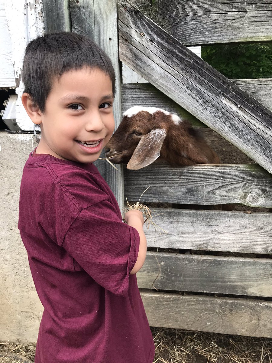 MrsMacchione's tweet photo. Hungry Goats! 🐐 https://t.co/D1EqhUTh3d
